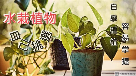 水種植物風水2023|My Space／「居家風水學⸺植物篇」 如何招好運、。